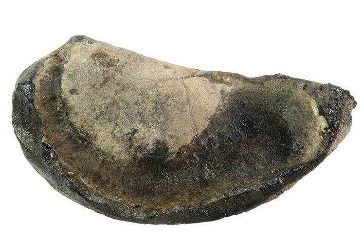 Fossil Whale Ear Bone - Miocene #95735
